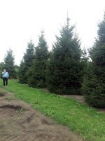 Новогодние живые елки