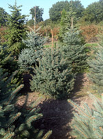 Ель голубая Глаука (Picea pungens Glauca)