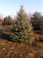 Ель голубая Глаука (Picea pungens Glauca)