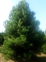 Сосна Австрийская (Pinus Austriaca)