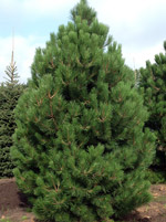 Сосна Австрийская (Pinus Austriaca)