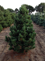 Сосна кедровая (Pinus cembra)