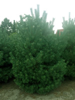 Сосна Норвежская (Pinus Norvezhskaya)