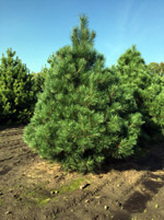 Сосна(Pinus)