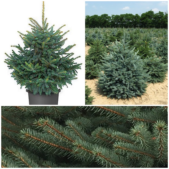     Glauca H=175-200