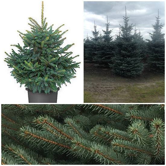     Glauca H=300-350
