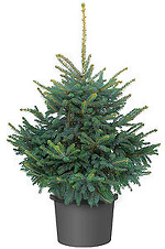     Glauca H=175-200