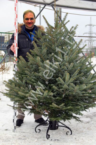 Пихта срезанная Nordmanniana H=150-175см