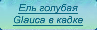 Glauca в кадке