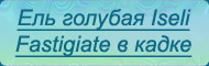 Iseli Fastigiate в кадке