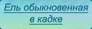 Обыкновенная в кадке