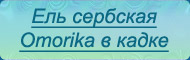 Omorika в кадке