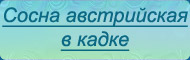 Сосна австрийская в кадке