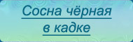 Сосна чёрная в кадке