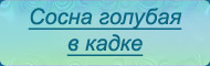 Сосна голубая в кадке