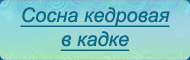 Сосна кедровая в кадке