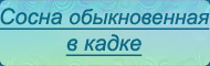Сосна обыкновенная в кадке