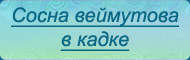 Сосна веймутова в кадке