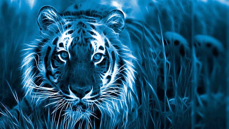2022 год Черного Водяного Тигра