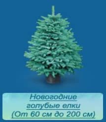 Голубые елки
