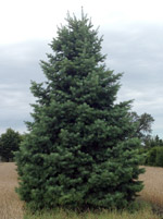 Пихта одноцветная (Abies concolor)