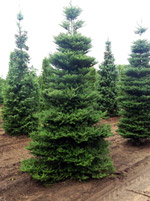 Пихта корейская (Abies Koreana)