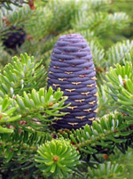 Пихта корейская (Abies Koreana)