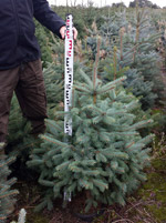 Ель голубая Глаука (Picea pungens Glauca)