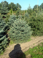 Ель голубая Глаука (Picea pungens Glauca)