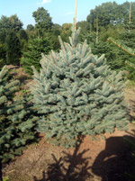 Ель голубая Глаука (Picea pungens Glauca)