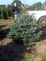 Ель голубая Глаука (Picea pungens Glauca)