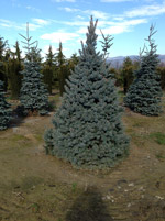 Ель голубая Глаука (Picea pungens Glauca)