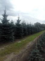 Ель голубая Глаука (Picea pungens Glauca)