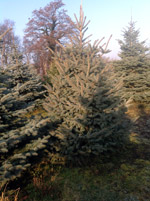 Ель голубая Глаука (Picea pungens Glauca)