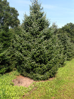 Ель сербская (Picea omorika)