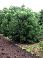 Сосна Австрийская (Pinus Austriaca)