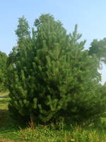 Сосна Австрийская (Pinus Austriaca)