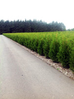 Туя западная Брабант (Thuja Occidentalis Brabant)