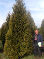 Туя западная Брабант (Thuja Occidentalis Brabant)