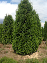 Туя западная Брабант (Thuja Occidentalis Brabant)