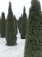 Туя западная Смарагд (Thuja occidentalis Smaragd)