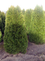 Туя западная Смарагд (Thuja occidentalis Smaragd)