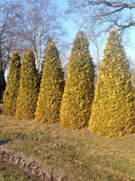 Туя западная Санкист (Thuja occidentalis Sunkist)