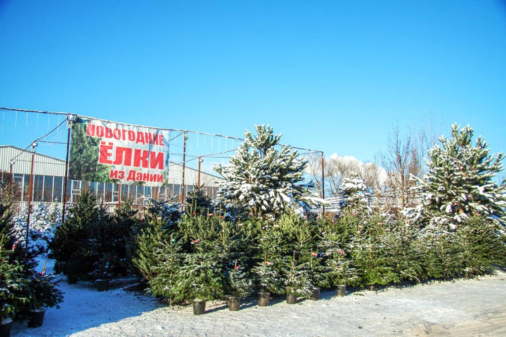 elki-iz-danii.jpg