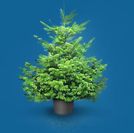 ��� ��������� �� �����